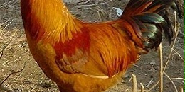 菲律宾参议院准备调查鸡肉过度进口