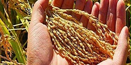 俄副总理：俄罗斯政府准备调整粮食出口关税