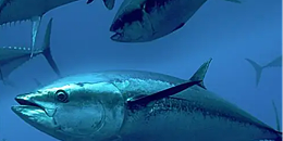 阿拉斯加鲑鱼捕捞季于本月16日开放