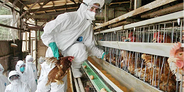日本再次暴发禽流感，开始扑杀10万只鸡
