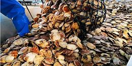 日本北海道地区扇贝捕捞季结束