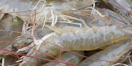 美国大型虾类进口商拟抛售资产，要求买方保留资深管理人员