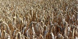 印度尼西亚敦促东盟国家提高粮食产量