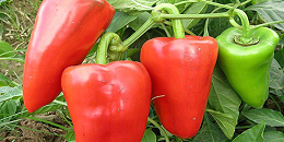 中国鲜辣椒出口俄罗斯遭拒