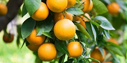 北半球柑橘大减产！全球柑橘产量预计减少近500万吨