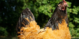 2023年7月份国际畜产品生产贸易及价格形势