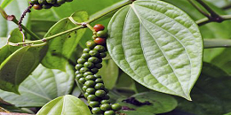 欧盟仍然是越南胡椒的潜在出口市场