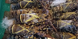 越南龙虾对中国市场出口猛增