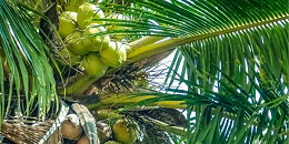 越南槟椥椰子跌到6毛一个，寻求提振对华出口