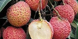 越南无核荔枝首次在英国上市