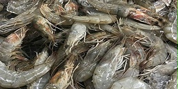 韩政府：福岛水产品安全性获验证前不解禁