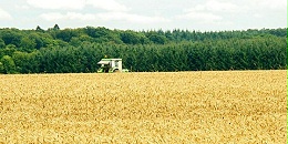 去年7月至今俄罗斯对埃及出口小麦超800万吨