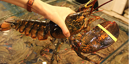 澳中或将恢复龙虾贸易