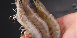 中国依然是厄瓜多尔虾的重要出口目的地