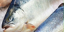 荷兰植物基公司通过培育鲑鱼细胞脂肪提高产品味道和质量