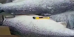 2022年俄罗斯海产品渔获量同比减少2.7%