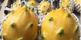 厄瓜多尔首批对华出口黄色火龙果完成发货