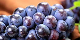 智利葡萄出口量超48.7万吨，新品种首次实现全面赶超