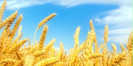 5月份俄罗斯小麦出口可能达到创纪录的410万吨